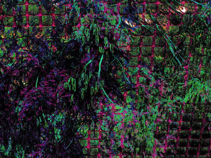 small plants grow in a vertical space against a wall, contrasted against a massive tree